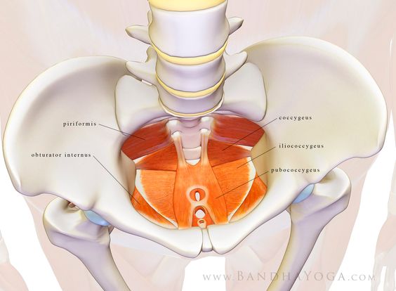 Pelvic floor muscle anatomy